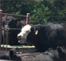 Symptoms of Stage 5 heat stress in cattle