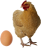 Which came first — the chicken or the egg?