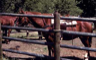 Horses in a corral