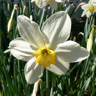 A daffodil
