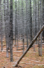 A dense Lodgepole Pine stand in Yellowstone National Park in the United States