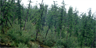 Larix gmelinii forest