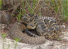 An eastern diamondback rattlesnake (Crotalus adamanteus)