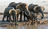 An elephant family drinking, Samburu National Reserve Kenya