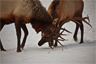Bull Elk Antler Sparring for Dominance in their herd
