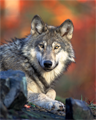 A gray wolf. Animosity between wolves helps ensure balance.