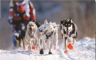 Huskies along the trail during start day, March 1998, Iditarod Trail Sled Dog Race