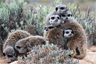 A meeting of meerkats