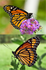 Monarch butterfly (top) and Viceroy (bottom)