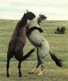 Mustang stallions fighting