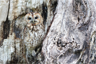 An owl of undetermined species