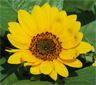 Sunflower (Helianthus annuus). Jardin des Plantes, Paris