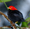 The male red-capped manakin