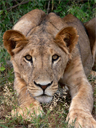 Lion, ready to spring, in Samburu National Reserve, Kenya.