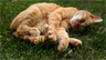 A cat sleeping on grass