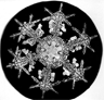 A picture of a Snow Crystal taken by Wilson Bentley, "The Snowflake Man"