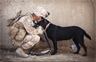 Mutual respect between a soldier and a military canine