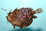 The Striped Anglerfish, Antennarius striatus