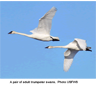 A pair of adult trumpeter swans