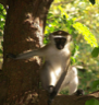 A vervet monkey (Chlorocebus pygerythrus) in Tanzania