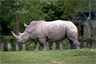 A captive white rhino