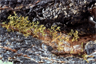 American dwarf mistletoe (Arceuthobium americanum)