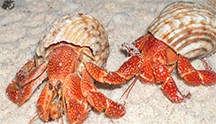 Two hermit crabs in their snail shells