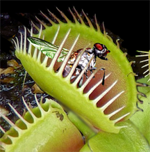 A fly caught in a carnivorous plant known as a venus flytrap (Dionaea muscipula)