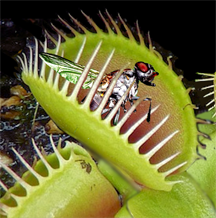 A fly caught in a carnivorous plant known as a venus flytrap (<i>Dionaea muscipula</i>)