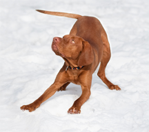 A vizsla in a pose called the play bow