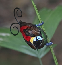 Wilson's Bird-of-paradise