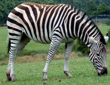 A captive zebra of the species Equus quagga (plains zebra)